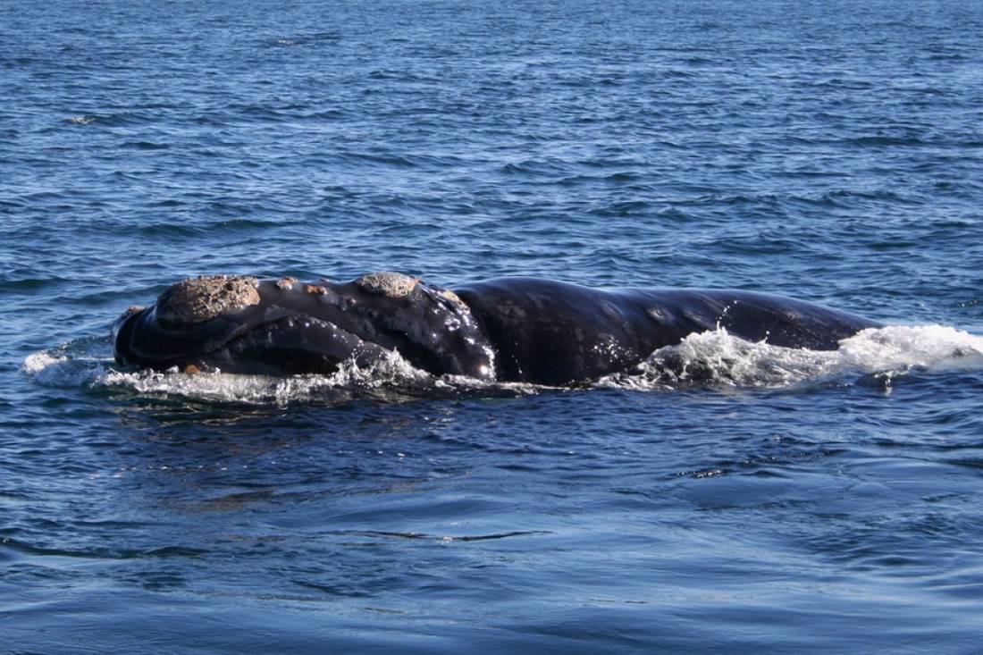  Estimación de la masa corporal de las ballenas de vida libre mediante fotogrametría aérea y volumetría 3D