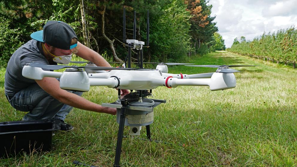 Insectos estériles desde drones para combatir las plagas
